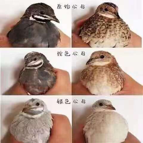 通道县现货供应