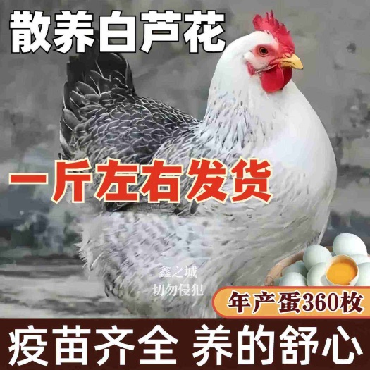芦花鸡苗 诚信商家 货到满意付款 满千送百诚信服务