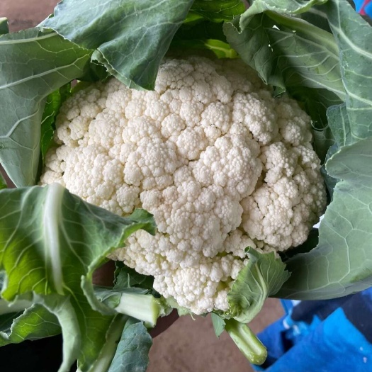 邯郸新鲜河北白花菜 丛台区直发 健康营养 保障鲜嫩
