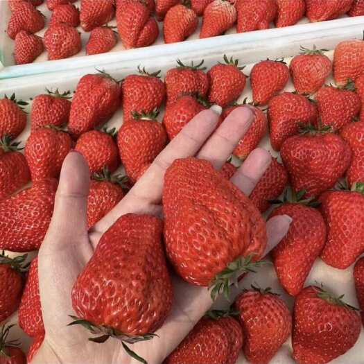 商丘优质产品量大水果好水果大甜