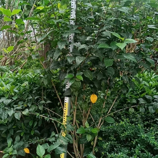 南宁朱瑾  大红花朱槿，2米高以上，雪茄花硬枝黄蝉