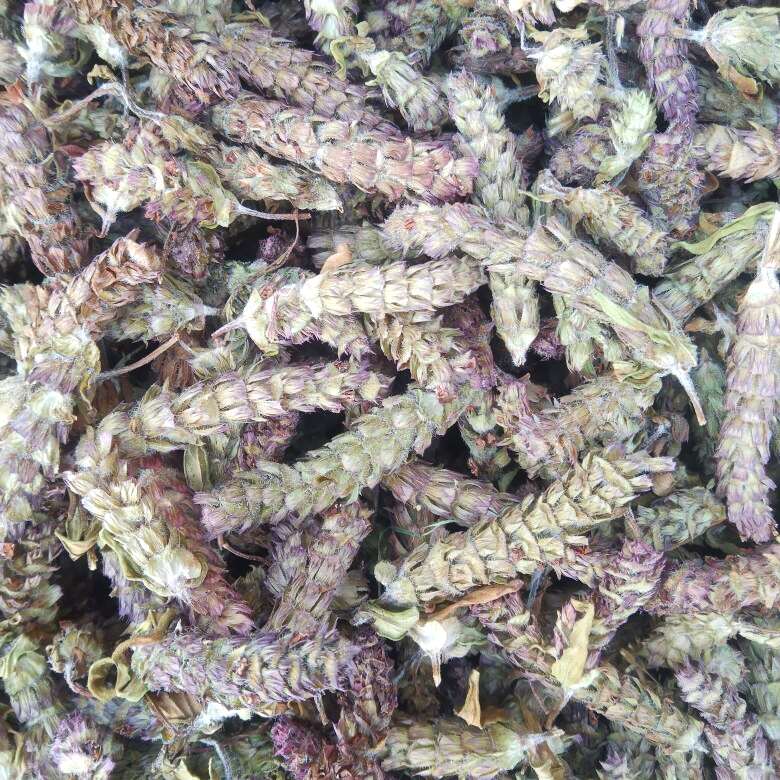 青花夏枯草 ，夏枯球，产地直供货源，品质优，有大货量大从优