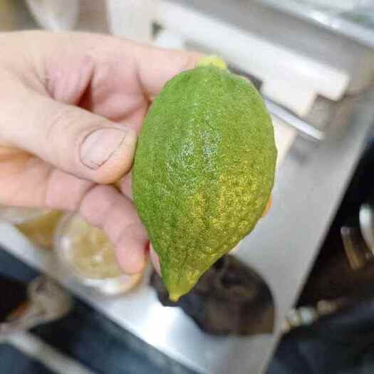 遂溪县广东香水柠檬。