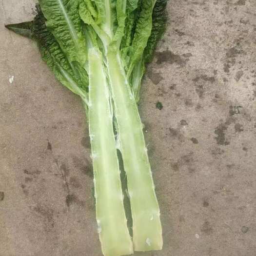 富川县广西精品莴笋