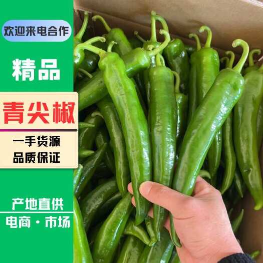 雷州市青皮尖椒 青尖椒 广东鲜辣椒 基地直销货源充足 欢迎电商市场