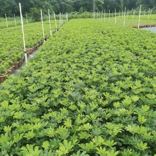 中山市鸭脚木盆栽