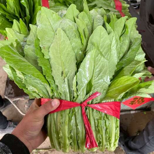 邯郸河北直供新鲜油麦菜邯郸产地直销