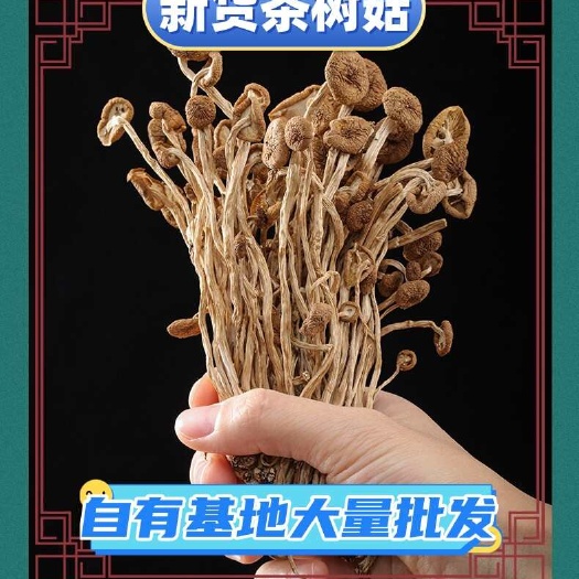 味来初 茶树菇 茶新菇 古田冰菇苞 产地直发 各种规格齐全