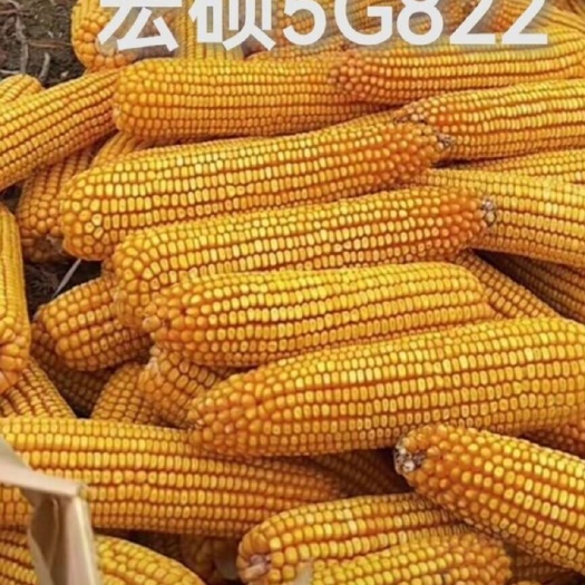 宏硕5G822gt正品棒子大原装抗倒扶抗旱耐涝不秃尖