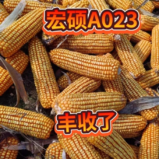 宏硕A023抗倒扶抗旱耐涝不秃尖产量高正品