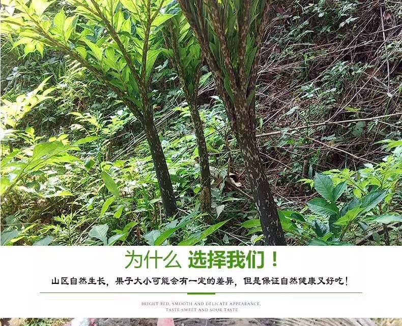 大魔芋 湖南高海拔种植三年以上 豆腐魔芋 产地直发 周边送货