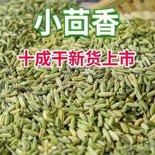 甘肃新货小茴香，颜色绿，颗粒饱满，含油量高，专业批发香辛料