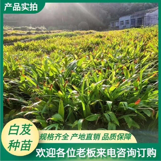 金寨县大别山紫花三叉白芨，基地直发，