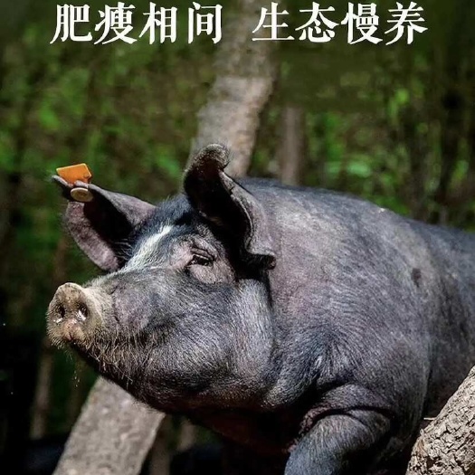 贵州大山里跑山黑土猪肉