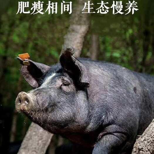 都匀市贵州大山里跑山黑土猪肉