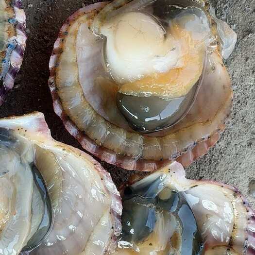 威海鲜活扇贝