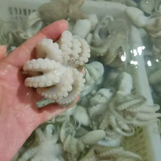 北海盐磨八爪Q弹脆口八爪鱼章鱼