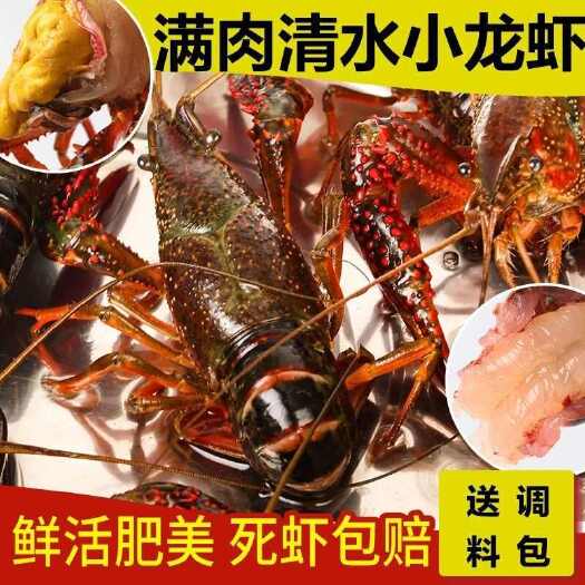 南京江苏小龙虾清水虾鲜活虾现货海鲜小龙虾馆供货活虾特大虾