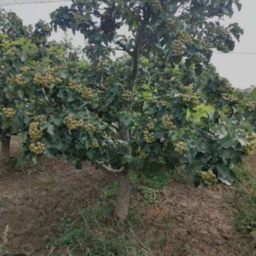 绛县山楂树
