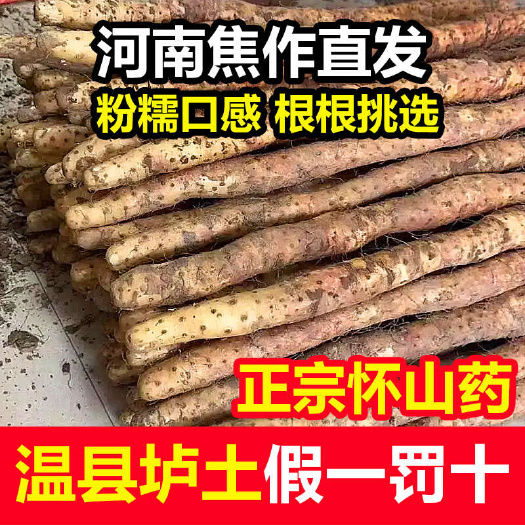 温县河南焦作市温县垆土铁棍山药正宗怀山药淮山批发产地直供原产地