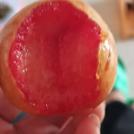 芷江县风味玫瑰李苗，6月底成熟果大味甜汁液多，苗壮现挖包邮技术指导