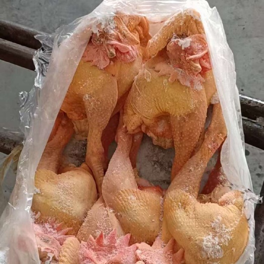 莘县公鸡白条