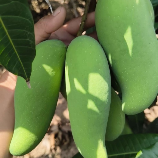 象牙芒