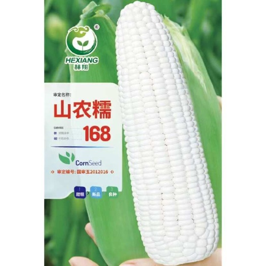 山农糯168新款白糯玉米种子高品质大棒玉米种子包邮发货
