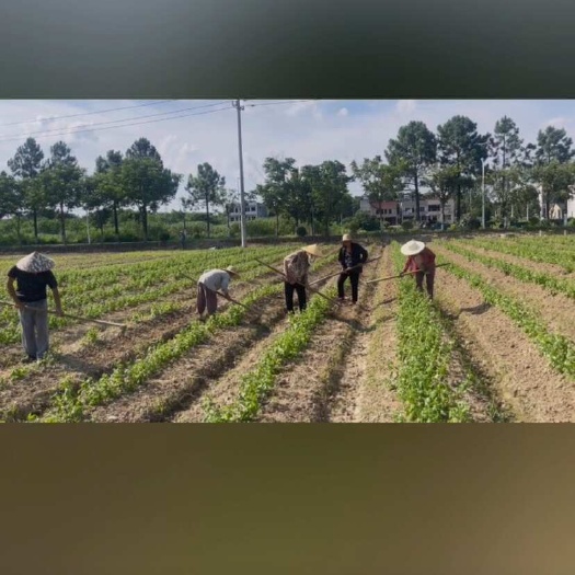 沭阳县杭白菊清楚苗菊花苗