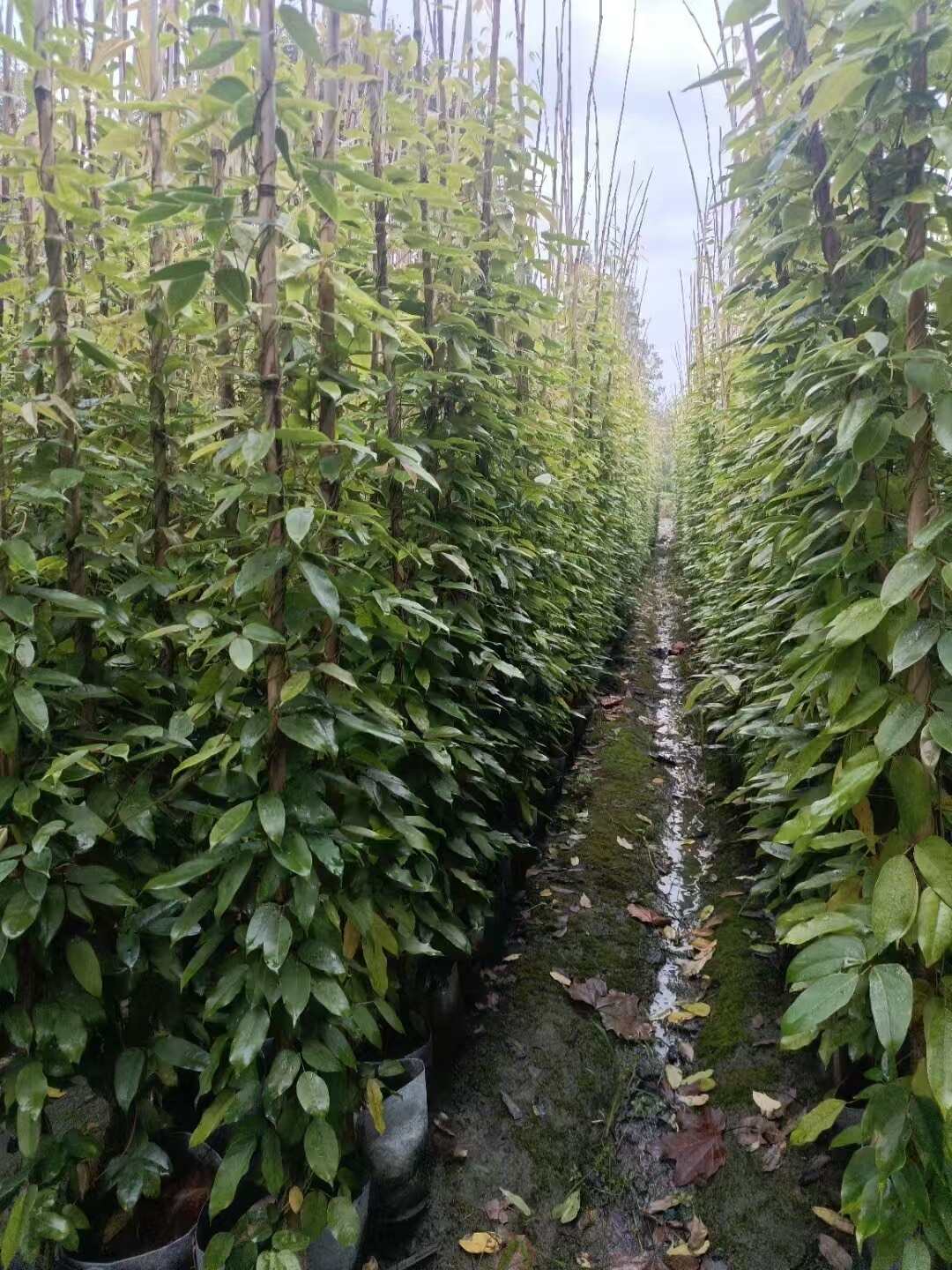 油麻藤  油嘛藤