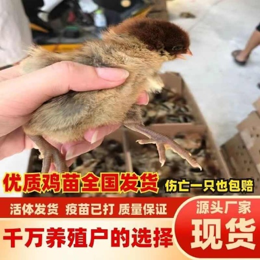 罗田县三黄鸡苗 货到满意付款 包防疫 运输 买1000送100