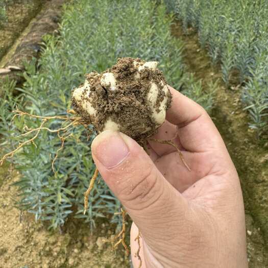 凯里市百合种球一代种产量高繁育快耐寒