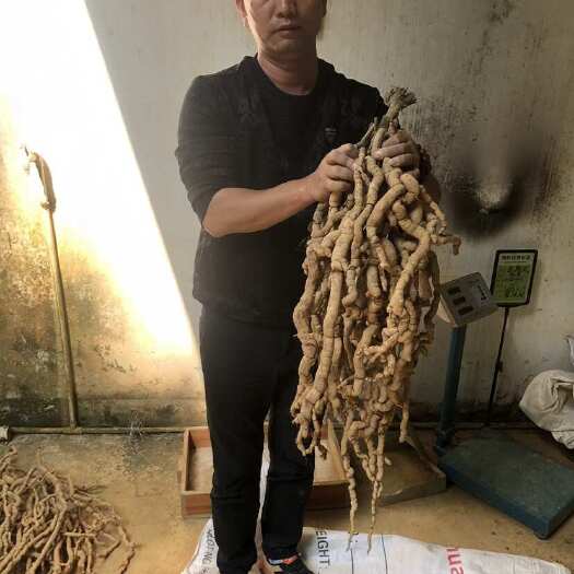 郁南县新鲜巴戟天中药材鸡肠风统货滋补养生煲汤泡酒食用农产品