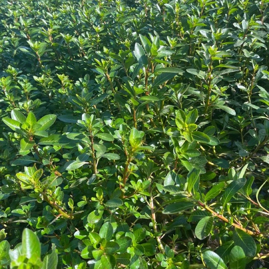 过唐蛇，鲜货2斤包邮