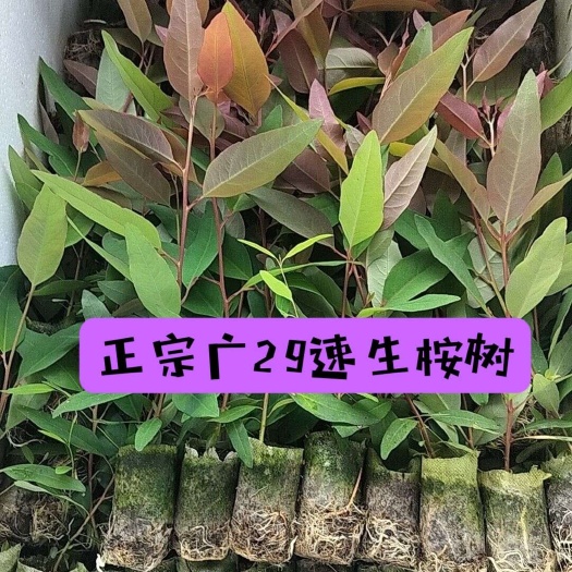 廉江市包邮正品广29速生桉树苗生长快三年成材木质好直发包邮新鲜