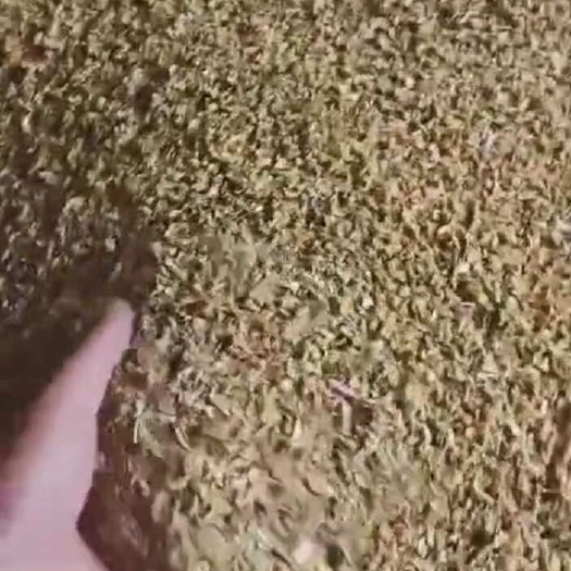 海林市榆黄蘑碎沫批发  鸡油菌提取