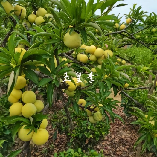 南阳玉皇李子苗 玉皇李树苗 纯甜无酸 产量高 保证品种假一赔十