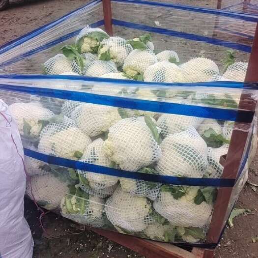 开封花菜