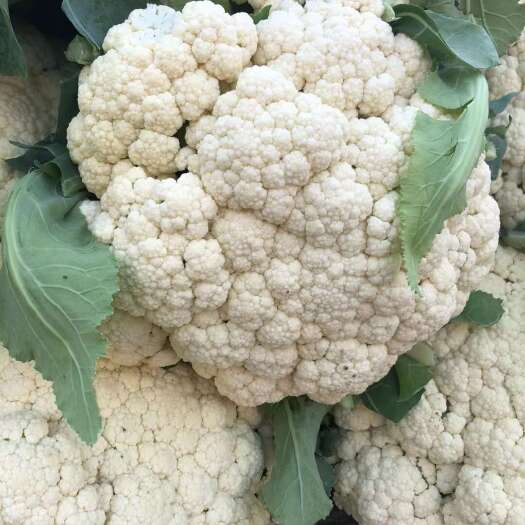 新野县有机花菜
