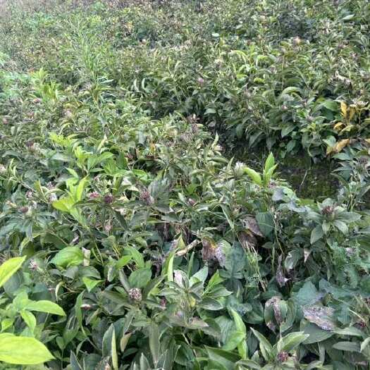 磐安县白术苗 优质药用种植苗 浙江磐安发货 单斤达70颗以上