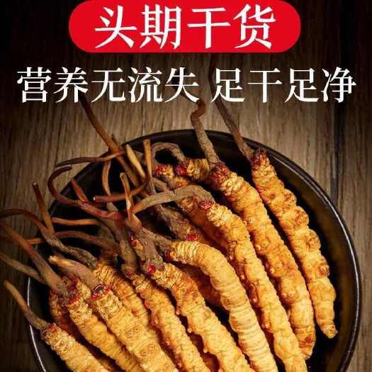 比如县冬虫夏草虫草正品高原滋补养生自用王头期藏区干货新鲜