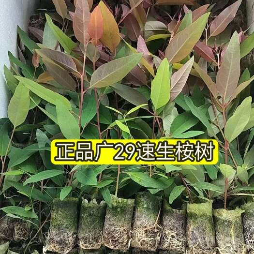 灵山县正品广29速生桉树苗生长快三年成材木质好直发包邮新鲜