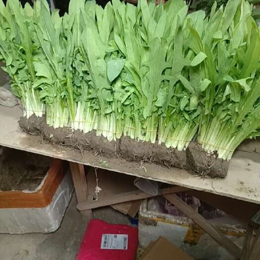 博白县甜麦菜苗