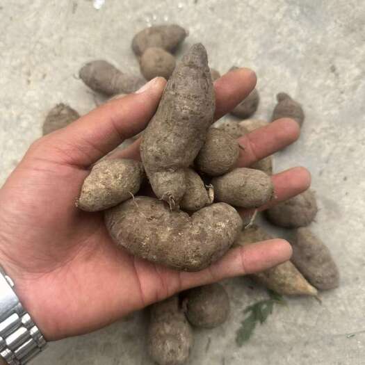 三叶青鲜货