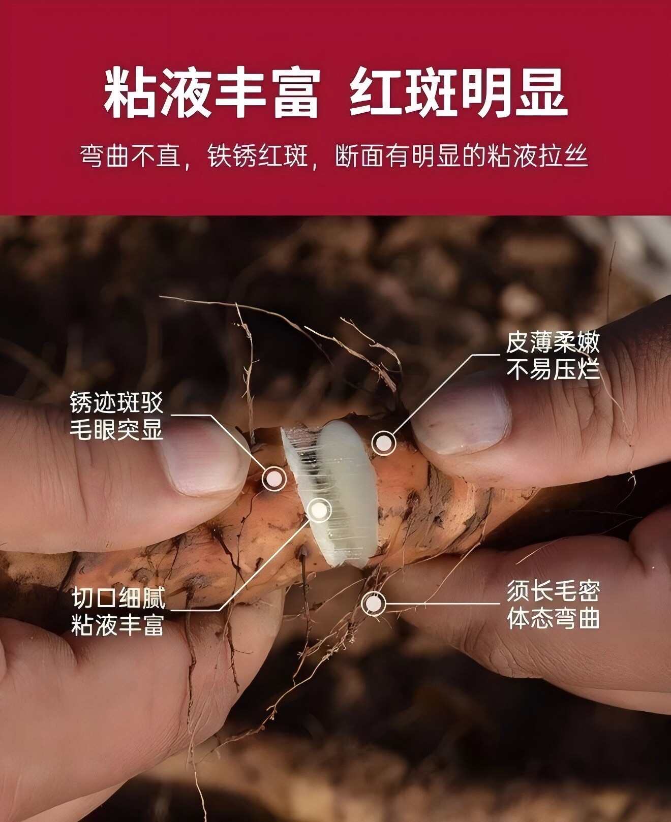 河南焦作温县垆土铁棍山药