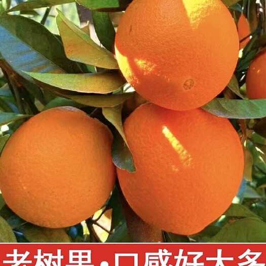 象山晓塘红美人---柑橘皇后，果肉鲜嫩 无籽无渣 入口就爆汁
