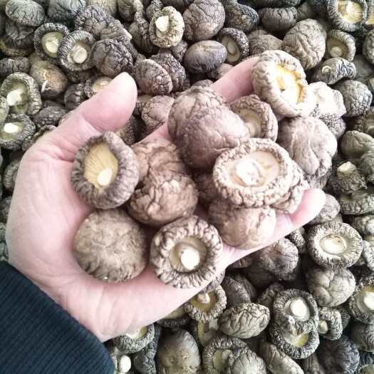 长沙精品肉厚冬菇新货精挑香菇烤菇有香味实物图片