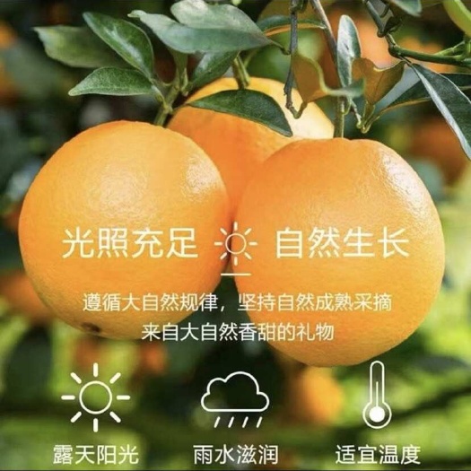 大余县江西“赣南脐橙”新鲜采摘产地直销皮薄肉多甜蜜多汁精品水果批发
