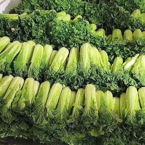 天津大白菜