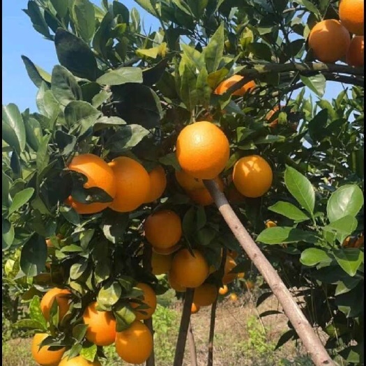 全州县广西纽荷尔脐橙，东方红，世纪红